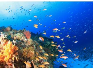 美しい海で魚も見れて圧巻の感動です!