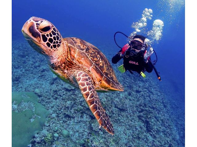 体験ダイビングでもウミガメ遭遇率は高い慶良間諸島!