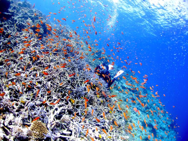 世界屈指の透明度を誇る慶良間諸島!