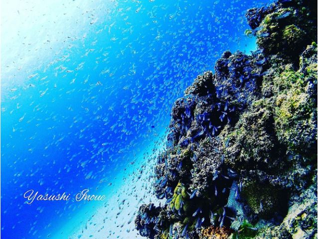 綺麗なサンゴやお魚達に囲まれます!