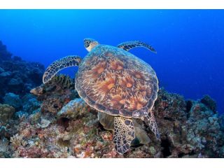 慶良間諸島はウミガメは高確率です!