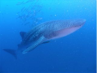 迫力のジンベイザメ!