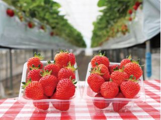 いちごの摘み取りイメージです♪