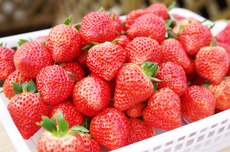 自家農園いちご2kg 送料無料 楽天市場】【ふるさと納税】予約 【TVで紹介！】【特別栽培