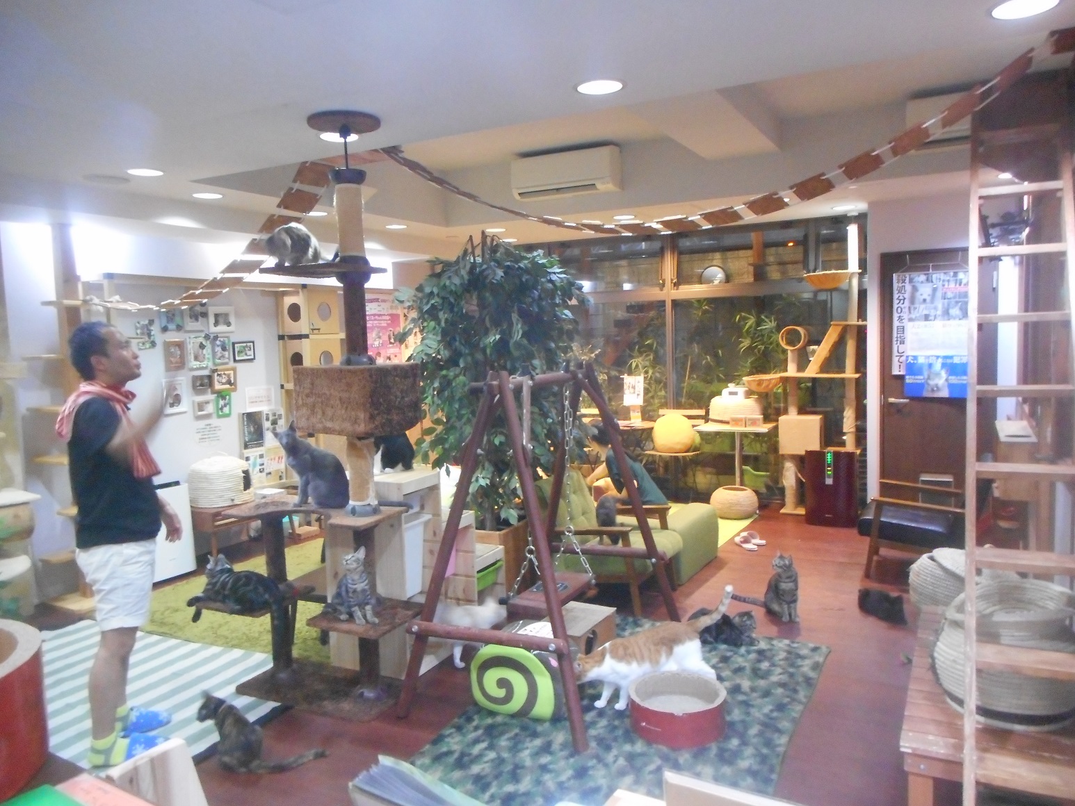 30分お試しプラン 触れる 遊べる 猫カフェでリラックスする時間はいかがですか Cat Cafe ニャーニャの森 じゃらん遊び体験