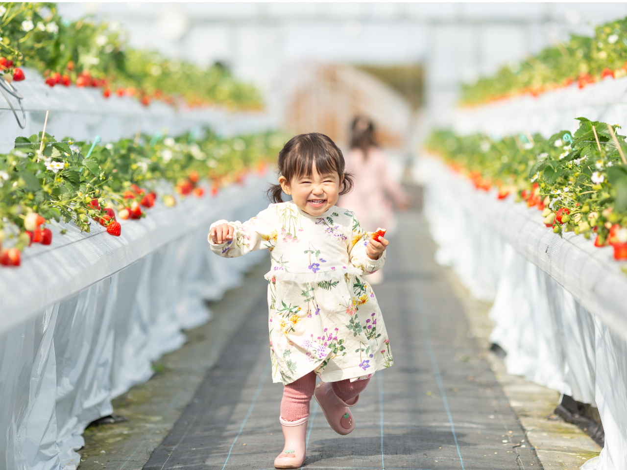 1~2歳のお子様でも自分で手の届く位置にいちごがなっていますので、ご家族皆さんで楽しめます☆彡園内の足元はすべて汚れないようにシートがあり汚れません
