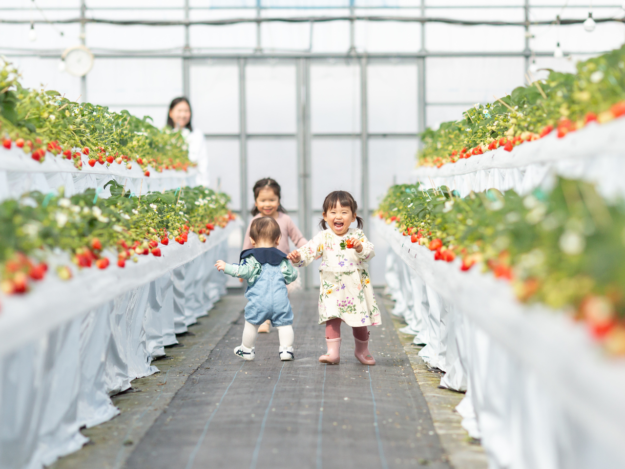 いちごが2段になっているので、小さなお子様でも自分で収穫できます♪写真は1〜2歳のお子さまです♪