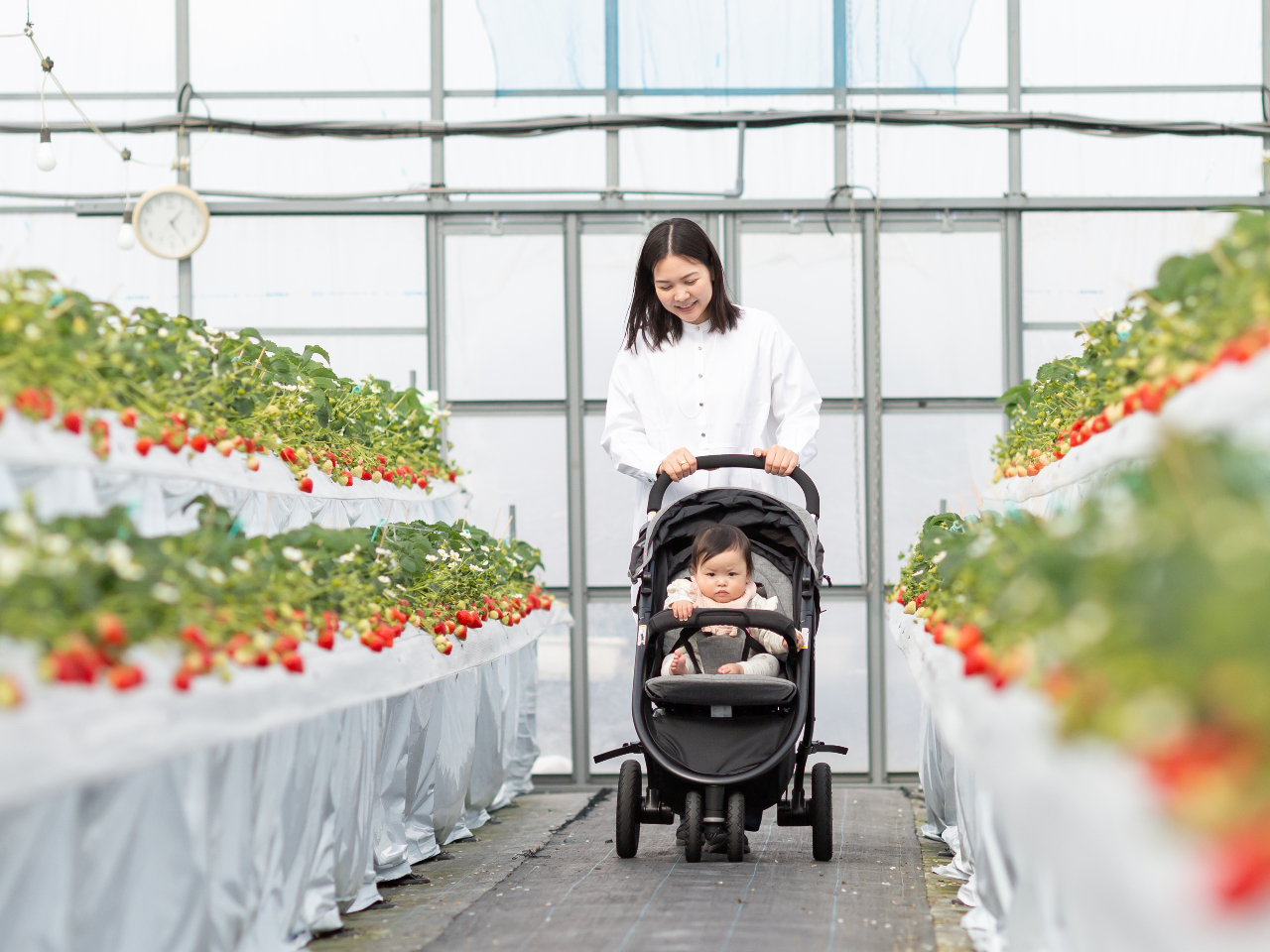 ベビーカーや車いすのままいちご狩りを楽しむことができます。 綺麗なハウスで靴や服が汚れる心配もなし♪