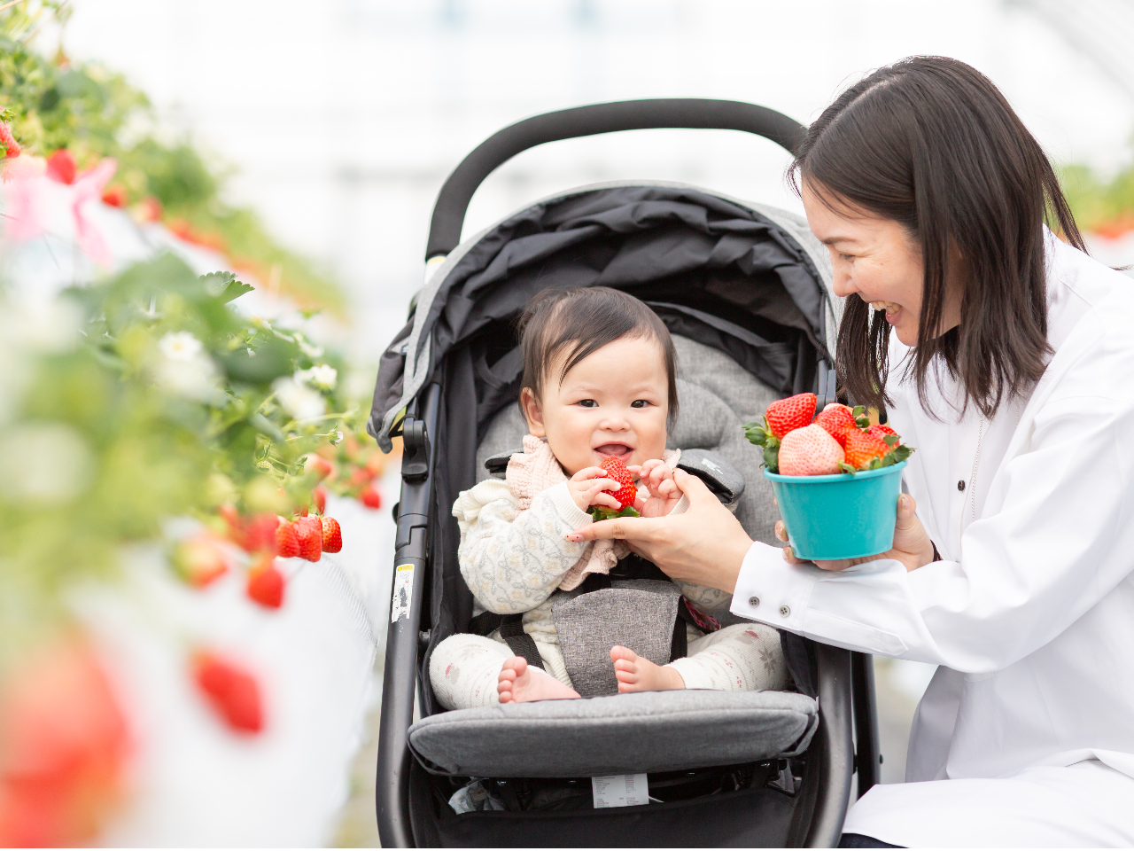 真っ赤に色づいたいちごをその場でパクリ!