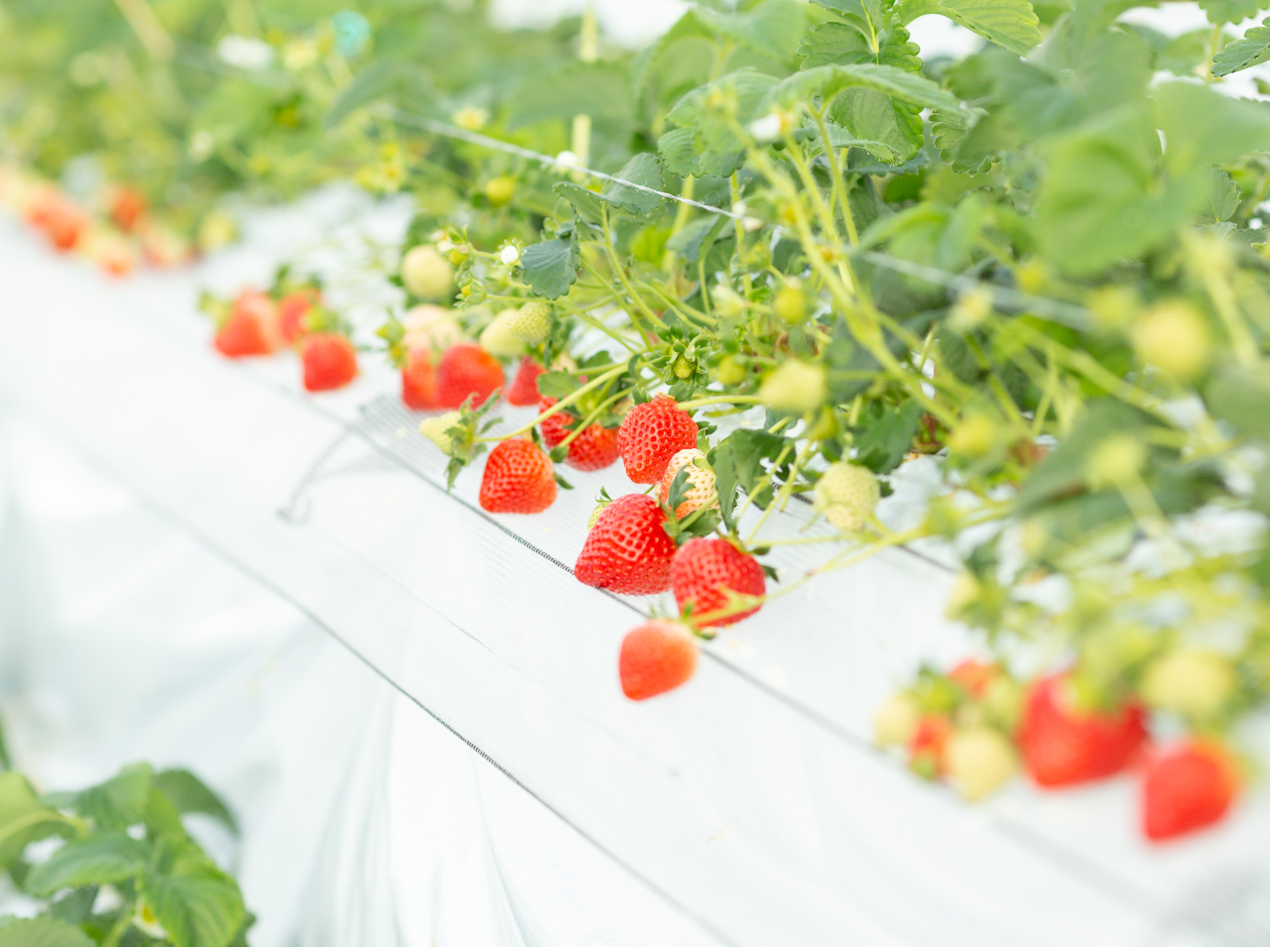 よちよち歩きでも大丈夫!いちご狩りデビューはフルトリエで決まり♪