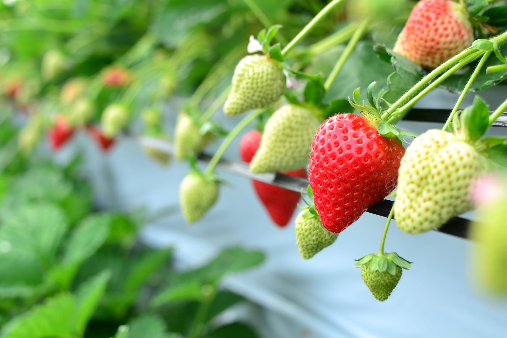 園内にはたくさんのいちごが!綺麗なハウスで靴や服が汚れる心配もなし♪