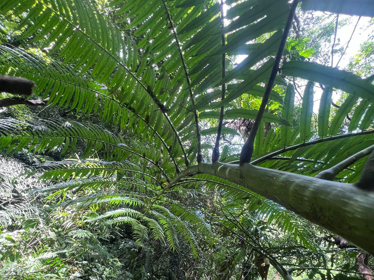 リュウビンタイ・カッコいいやしも沢山!!