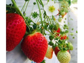 大玉で食味バランスのよい品種である「レッドパール」