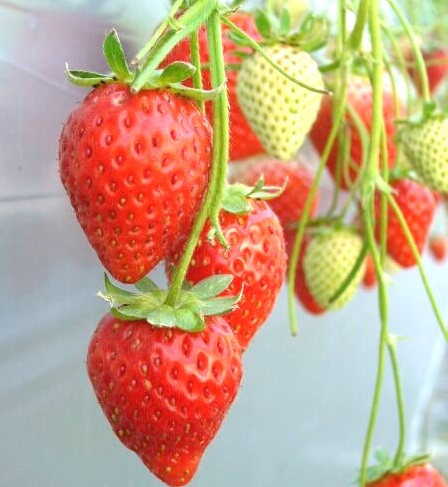 �O�d���炿�̍���̂悢�i��ł���u�������v