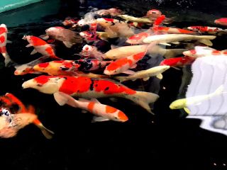 全天候型 屋内釣堀 本格的な釣りから 飼育可能な赤ちゃん鯉まで釣れる 初めてでも 誰でも たのしく釣り体験 ファミリーにもおすすめ 屋内釣堀 フィッシュファクトリー じゃらん遊び体験 全天候型 屋内釣堀 本格的な釣りから 飼育可能な赤ちゃん鯉まで釣れる 初めてでも 誰でも たのしく釣り体験 ファミリーにもおすすめ 屋内釣堀 フィッシュファクトリー じゃらん遊び体験