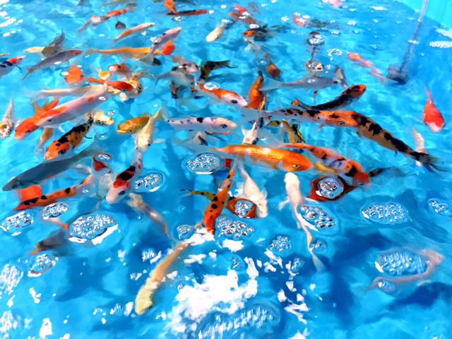 全天候型 屋内釣堀 本格的な釣りのメイン池と幼児でもかんたんに釣れるチビッコ池 初めてでも 誰でも たのしく釣り体験 ファミリーにもおすすめ 屋内釣堀 フィッシュファクトリー じゃらん遊び体験 全天候型 屋内釣堀 本格的な釣りのメイン池と幼児でもかんたんに釣れるチビッコ池 初めてでも 誰でも たのしく釣り体験 ファミリーにもおすすめ 屋内釣堀 フィッシュファクトリー じゃらん遊び体験