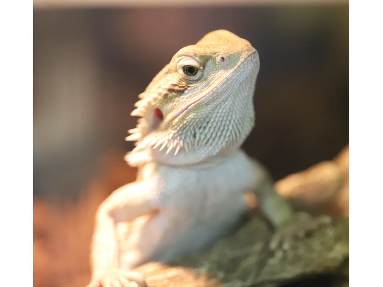 台東区|浅草☆爬虫類カフェ】トカゲやヘビなどエキゾチックアニマルと