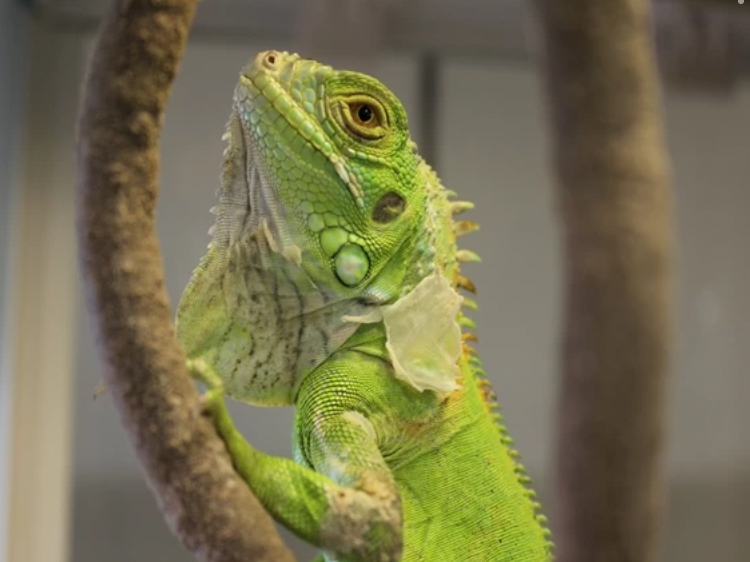 台東区|浅草☆爬虫類カフェ】トカゲやヘビなどエキゾチックアニマルと