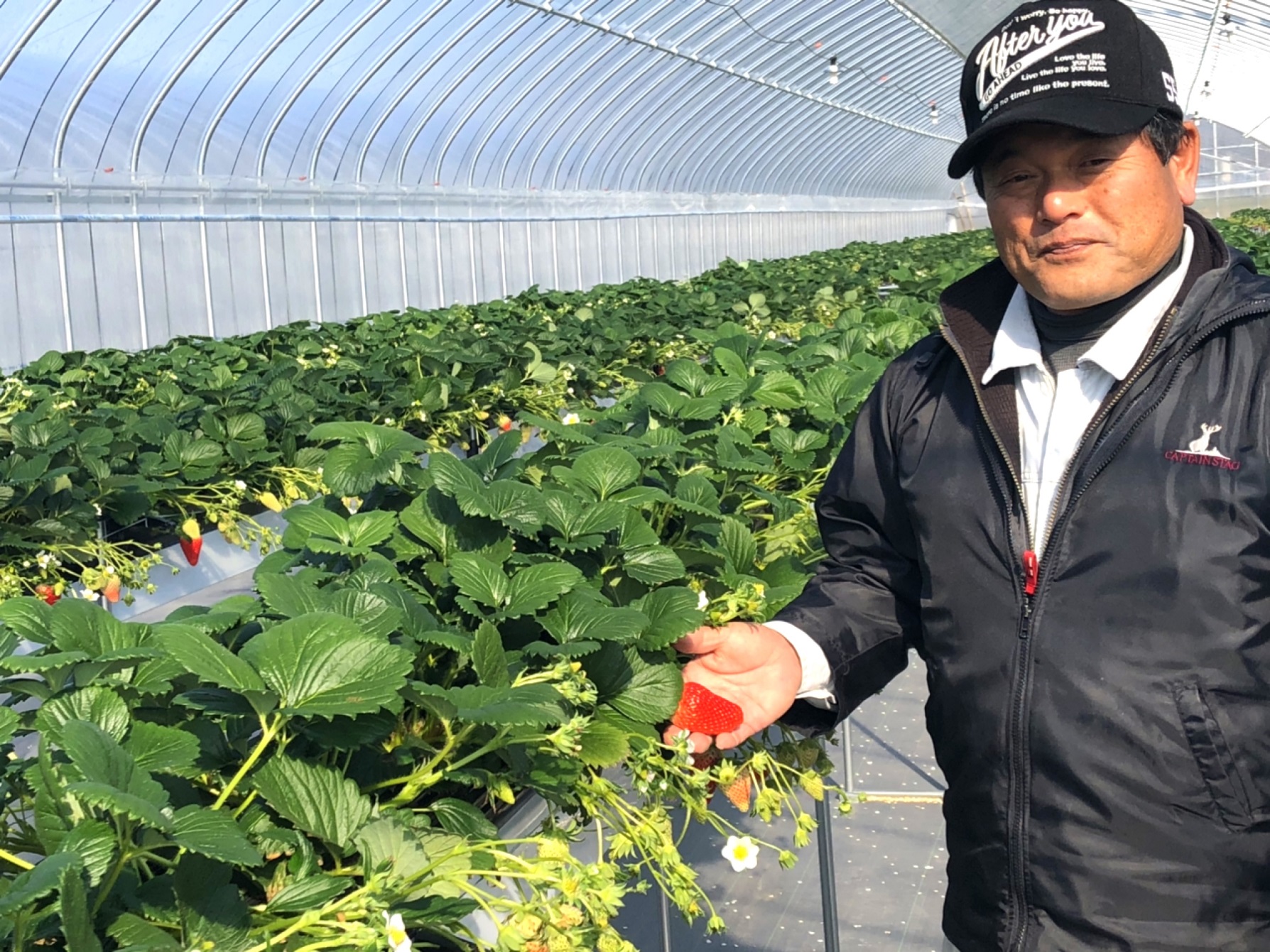 甘くておいしいいちご狩りをお楽しみください♪