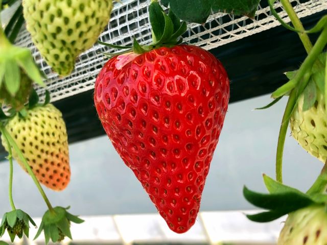 章姫と紅ほっぺを育てています♪