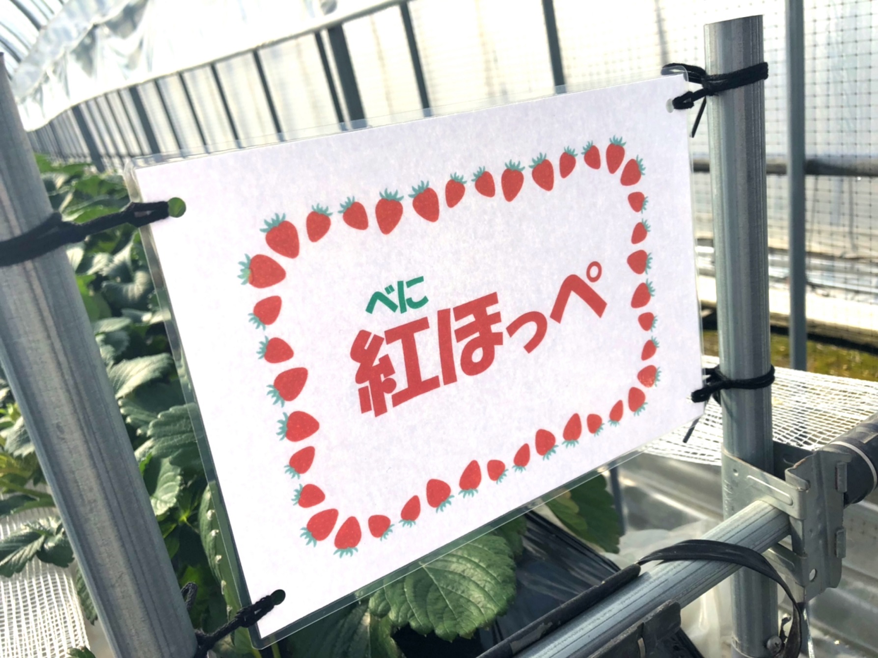 紅ほっぺレーン