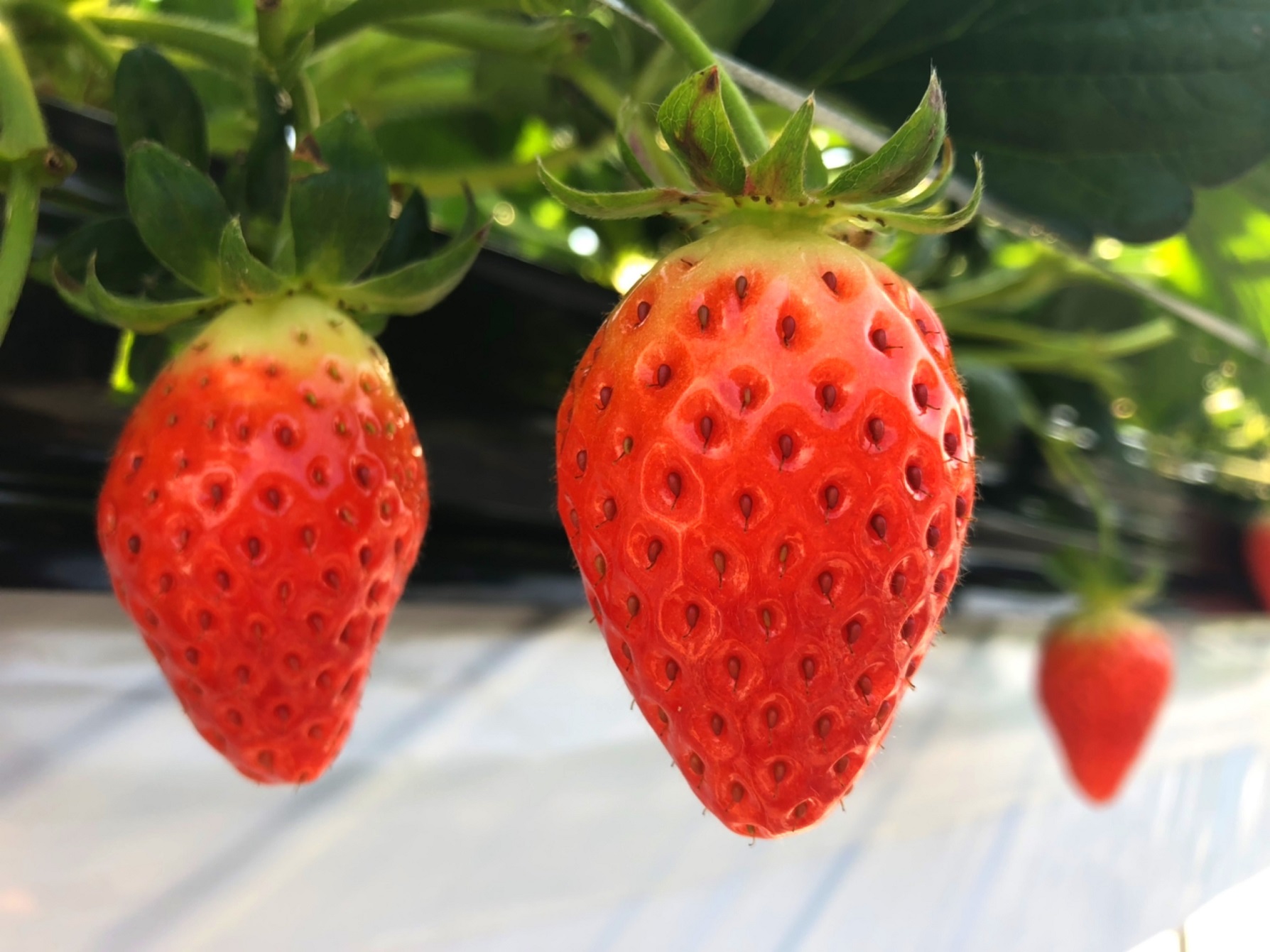 章姫と紅ほっぺを育てています♪