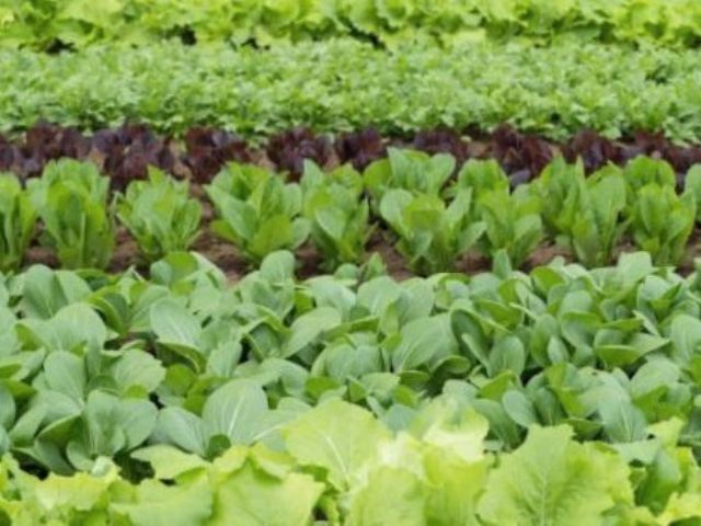 新鮮な春野菜の収穫体験 レタス 菜の花など旬のお野菜を畑で収穫 春の味覚を満喫 高橋農園 じゃらん遊び体験 新鮮な春野菜の収穫体験 レタス 菜の花など旬のお野菜を畑で収穫 春の味覚を満喫 高橋農園 じゃらん遊び体験