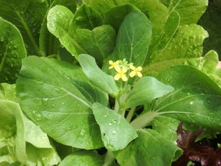 新鮮な春野菜の収穫体験 レタス 菜の花など旬のお野菜を畑で収穫 春の味覚を満喫 高橋農園 じゃらん遊び体験