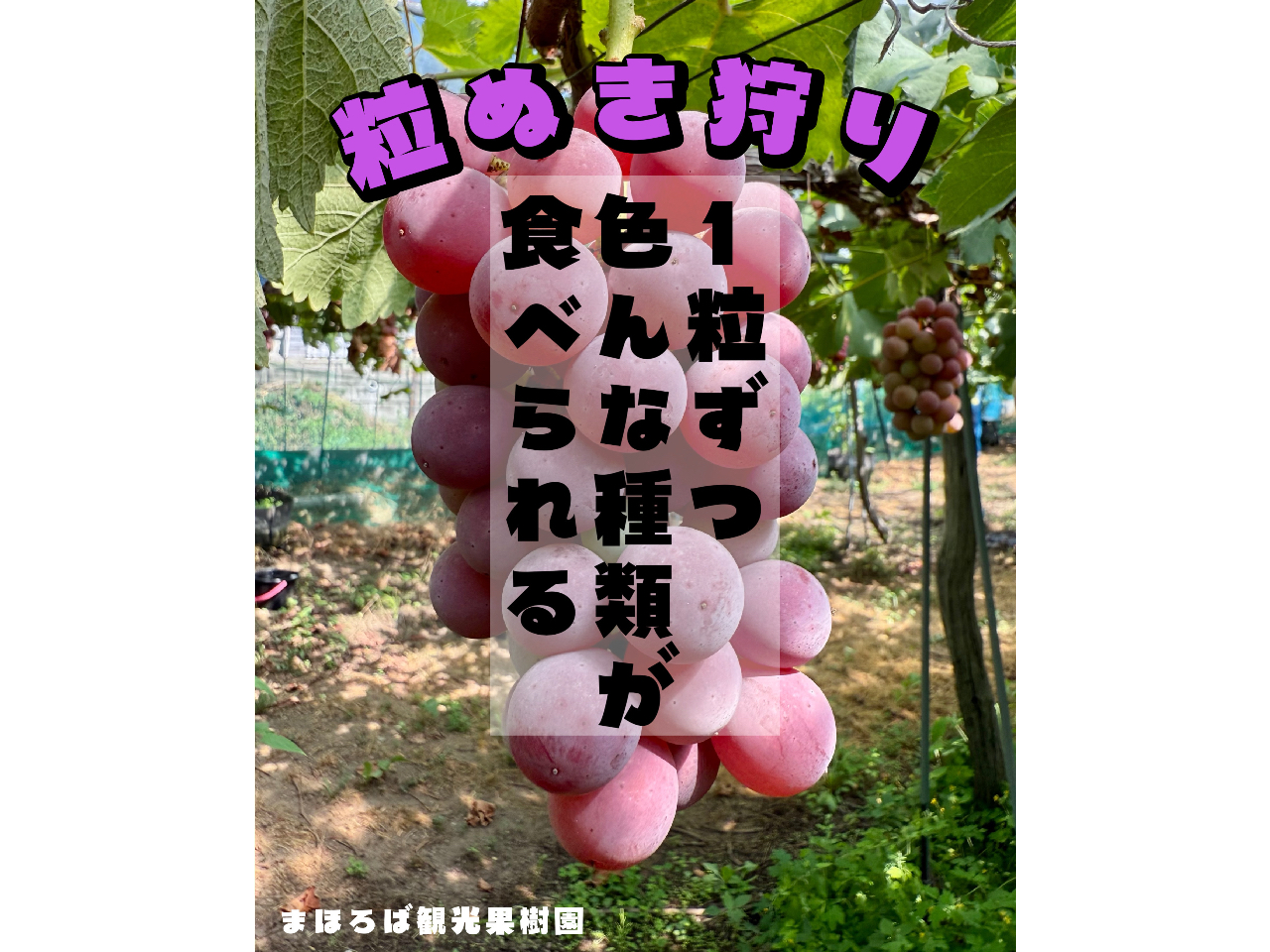 ���ŐH�ׂ�邩��F��Ȏ�ނ��H�ׂ�āA�[�ɂ�閡�̈Ⴂ���������I