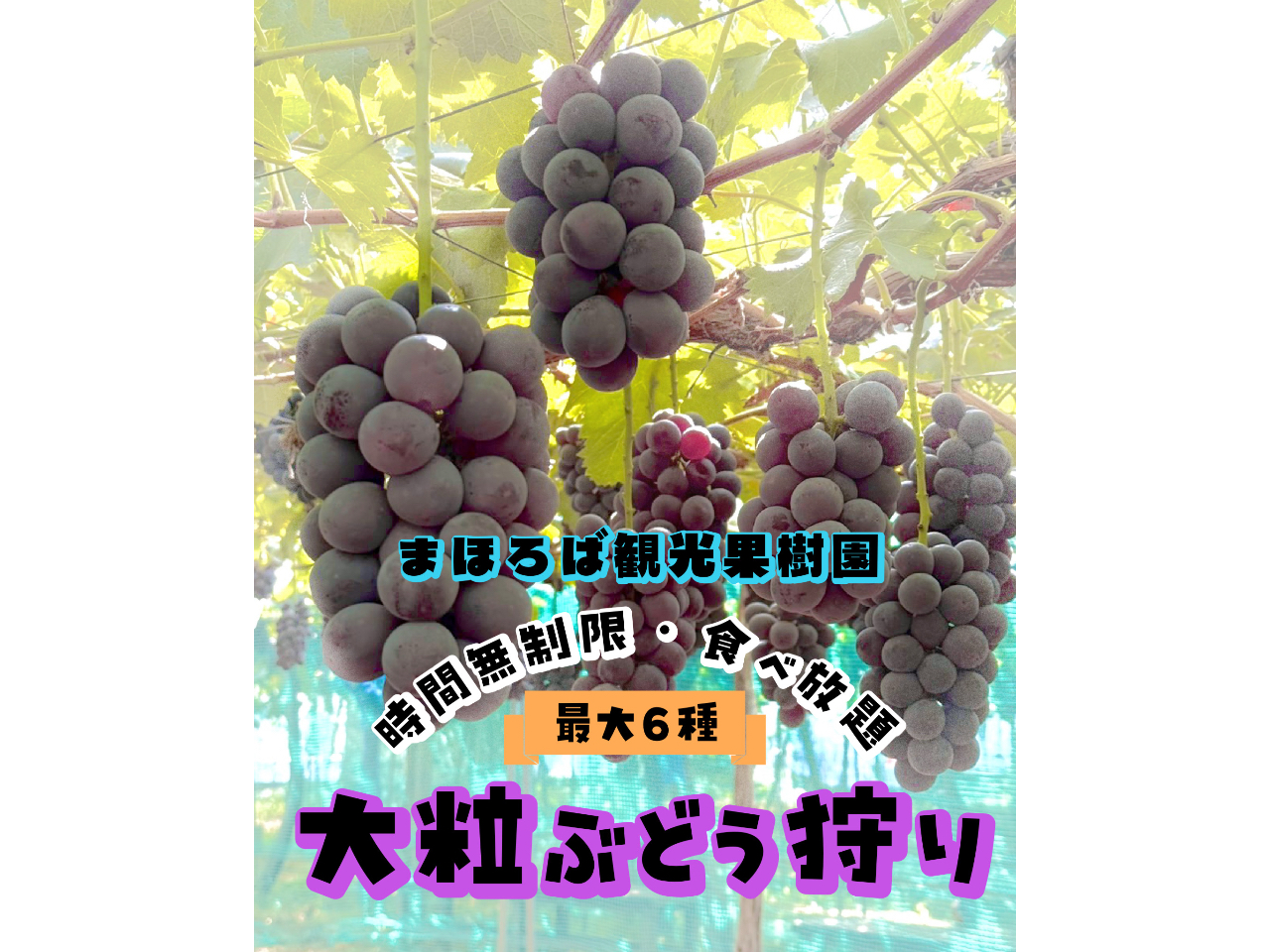�y�R�`���E�Ԃǂ����z����E���ʁE���n�Ȃǂ̎햳���嗱�Ԃǂ����i��B���l�C�̗��ǂ�H�ו���I�I�I������t�g�������L��܂��B���A�����������B