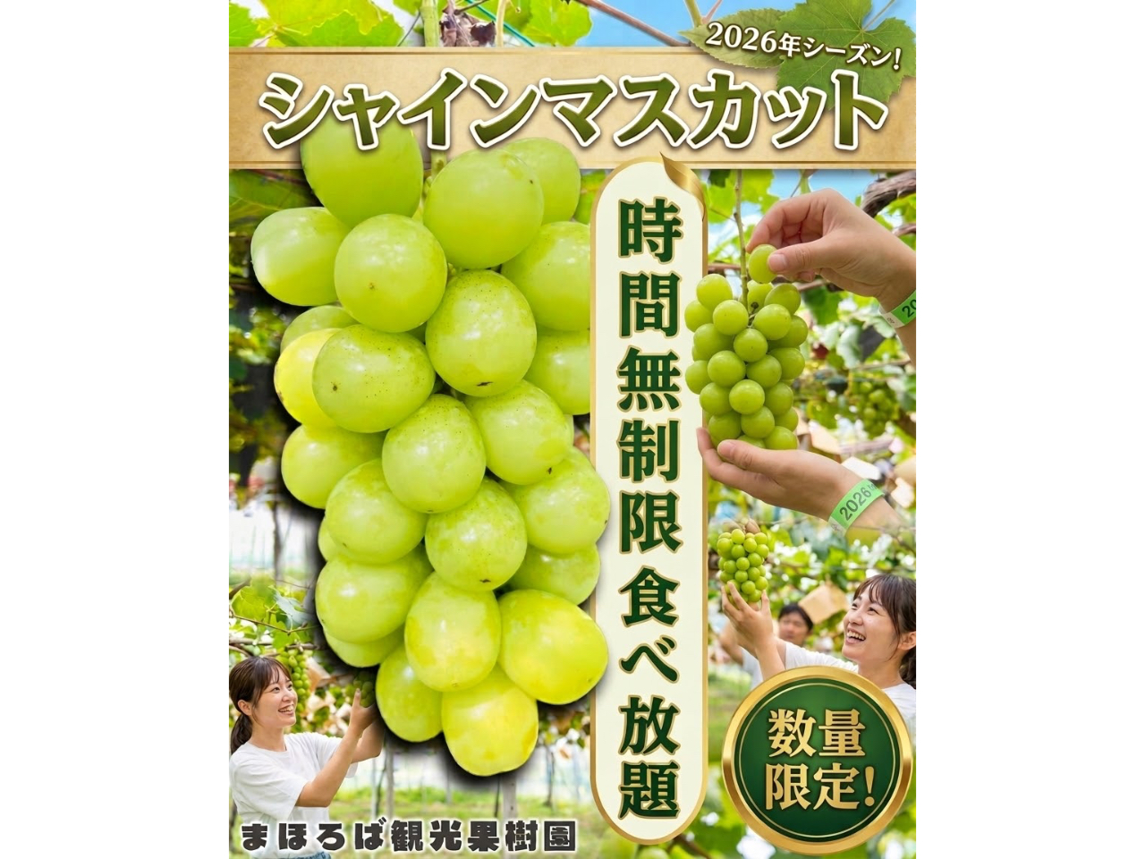 時間制限無し!シャインマスカット食べ放題!!!他数品種プラン!南陽高畠インターか...