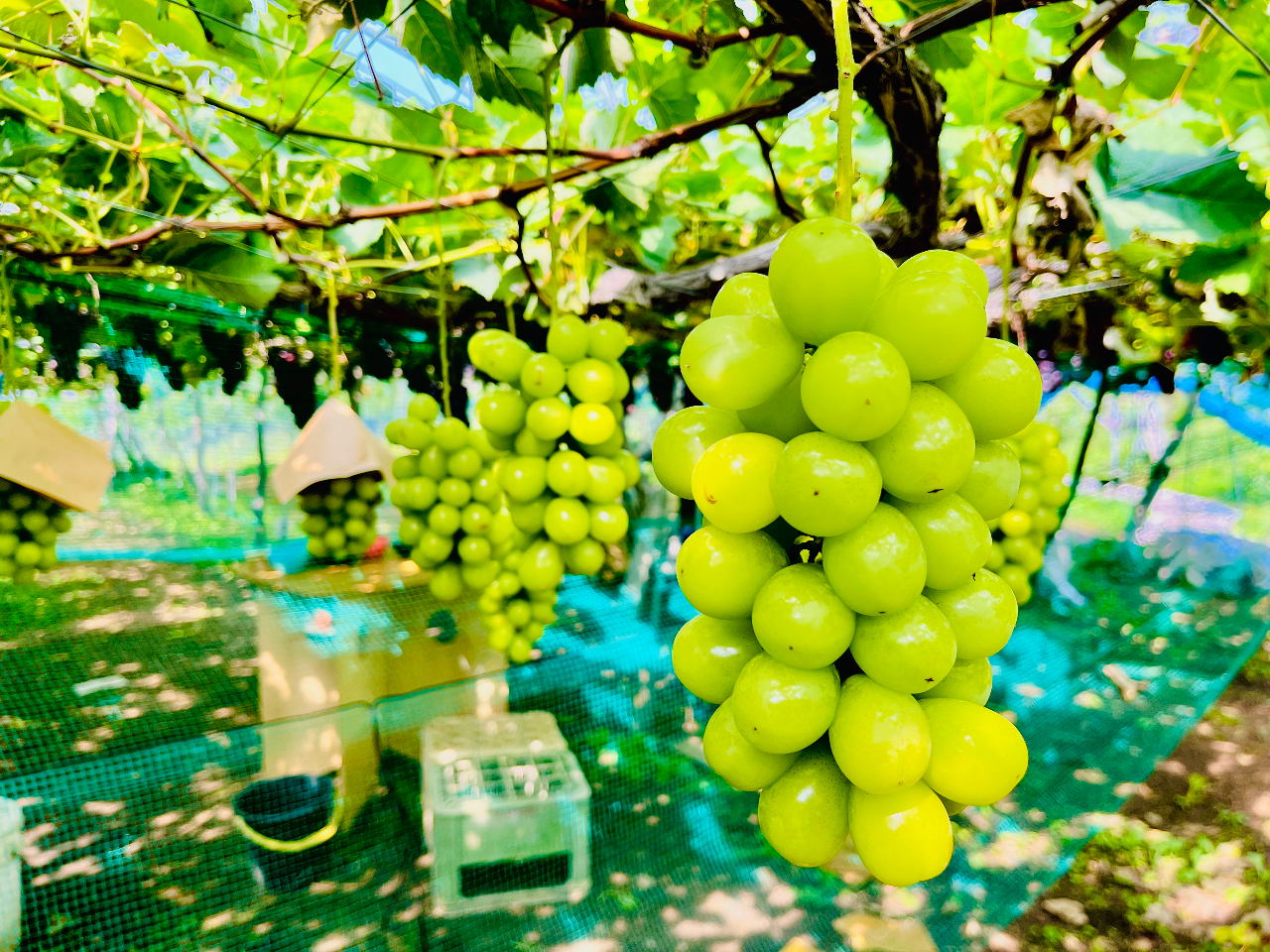 �V���C���}�X�J�b�g�H�ו���
