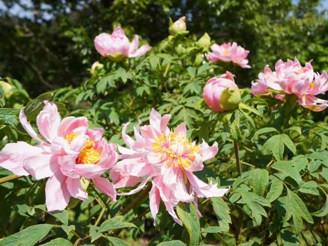 23年春開催予定 花と泉の公園を満喫 ぼたん園入館チケット カップル ファミリー 女子旅にオススメ 花と泉の公園 じゃらん遊び体験 23年春開催予定 花と泉の公園を満喫 ぼたん園入館チケット カップル ファミリー 女子旅にオススメ 花と泉の公園 じゃらん遊び体験