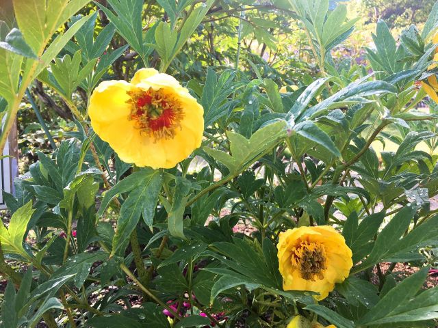 23年春開催予定 花と泉の公園を満喫 ぼたん園入館チケット カップル ファミリー 女子旅にオススメ 花と泉の公園 じゃらん遊び体験 23年春開催予定 花と泉の公園を満喫 ぼたん園入館チケット カップル ファミリー 女子旅にオススメ 花と泉の公園 じゃらん遊び体験