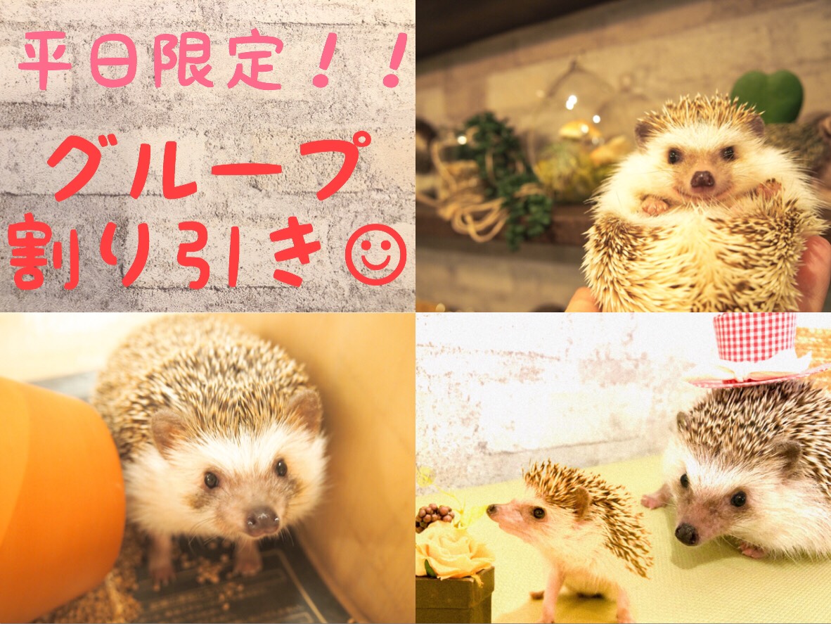 平日 グループ割引 4名以上で超割 名古屋栄 ハリネズミ専門カフェ ハリネズミ との触れ合い体験 入場1時間コース 女性 ファミリーにおススメ トラベルコ