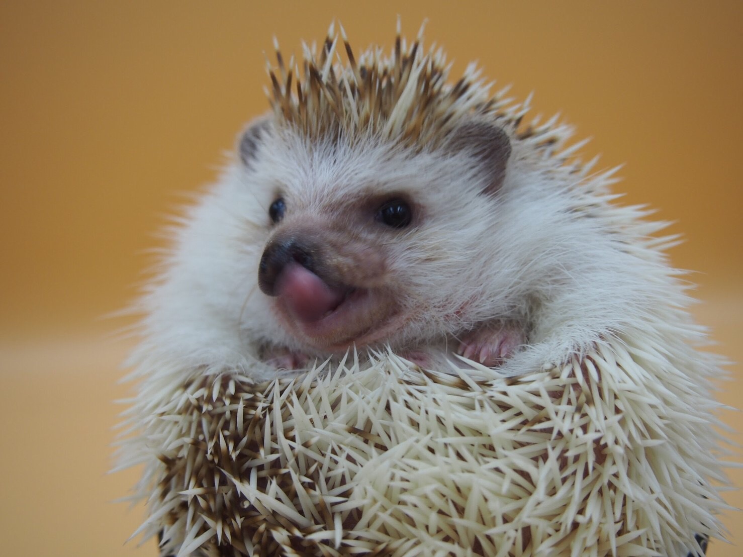 名古屋栄 ハリネズミ専門カフェ ハリネズミとの触れ合い体験 入場1時間コース カップル 女性におススメ ハリネズミ専門cafe Harry Wood ハリーウッド じゃらん遊び体験