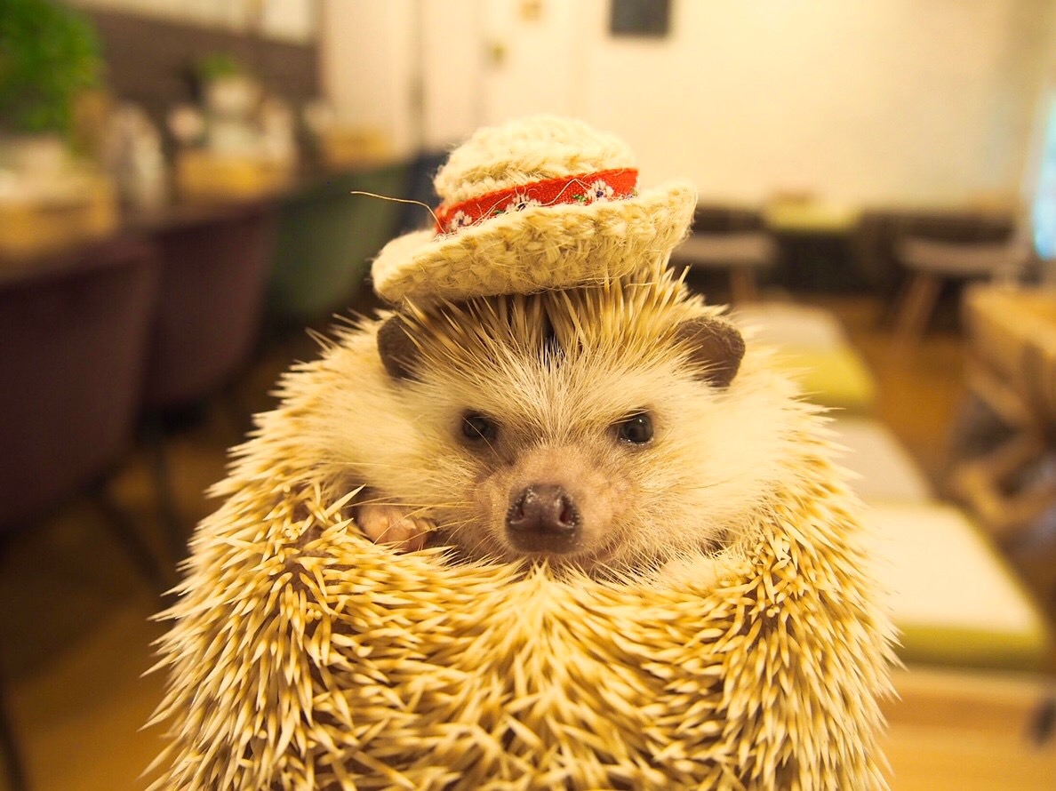 名古屋栄 ハリネズミ専門カフェ ハリネズミとの触れ合い体験 入場1時間コース カップル 女性におススメ ハリネズミ専門cafe Harry Wood ハリーウッド じゃらん遊び体験