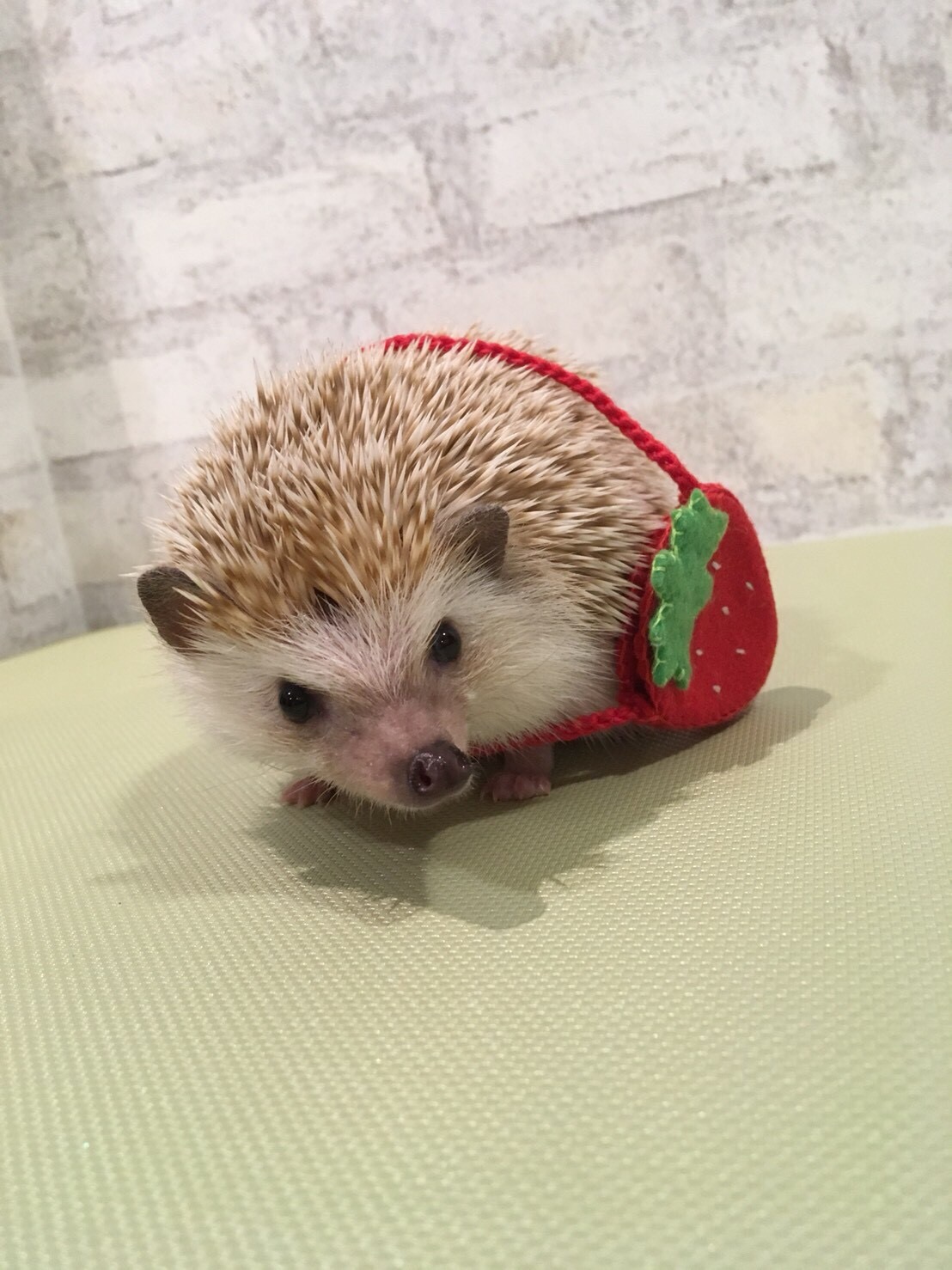 名古屋栄 ハリネズミ専門カフェ ハリネズミとの触れ合い体験 入場1時間コース カップル 女性におススメ ハリネズミ専門cafe Harry Wood ハリーウッド じゃらん遊び体験