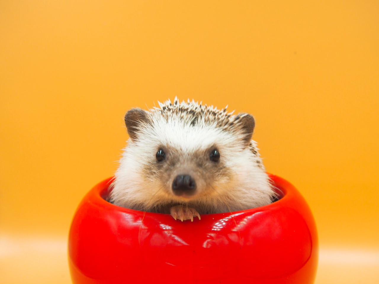 名古屋栄 ハリネズミ専門カフェ ハリネズミとの触れ合い体験 入場1時間コース カップル 女性におススメ ハリネズミ専門cafe Harry Wood ハリーウッド じゃらん遊び体験