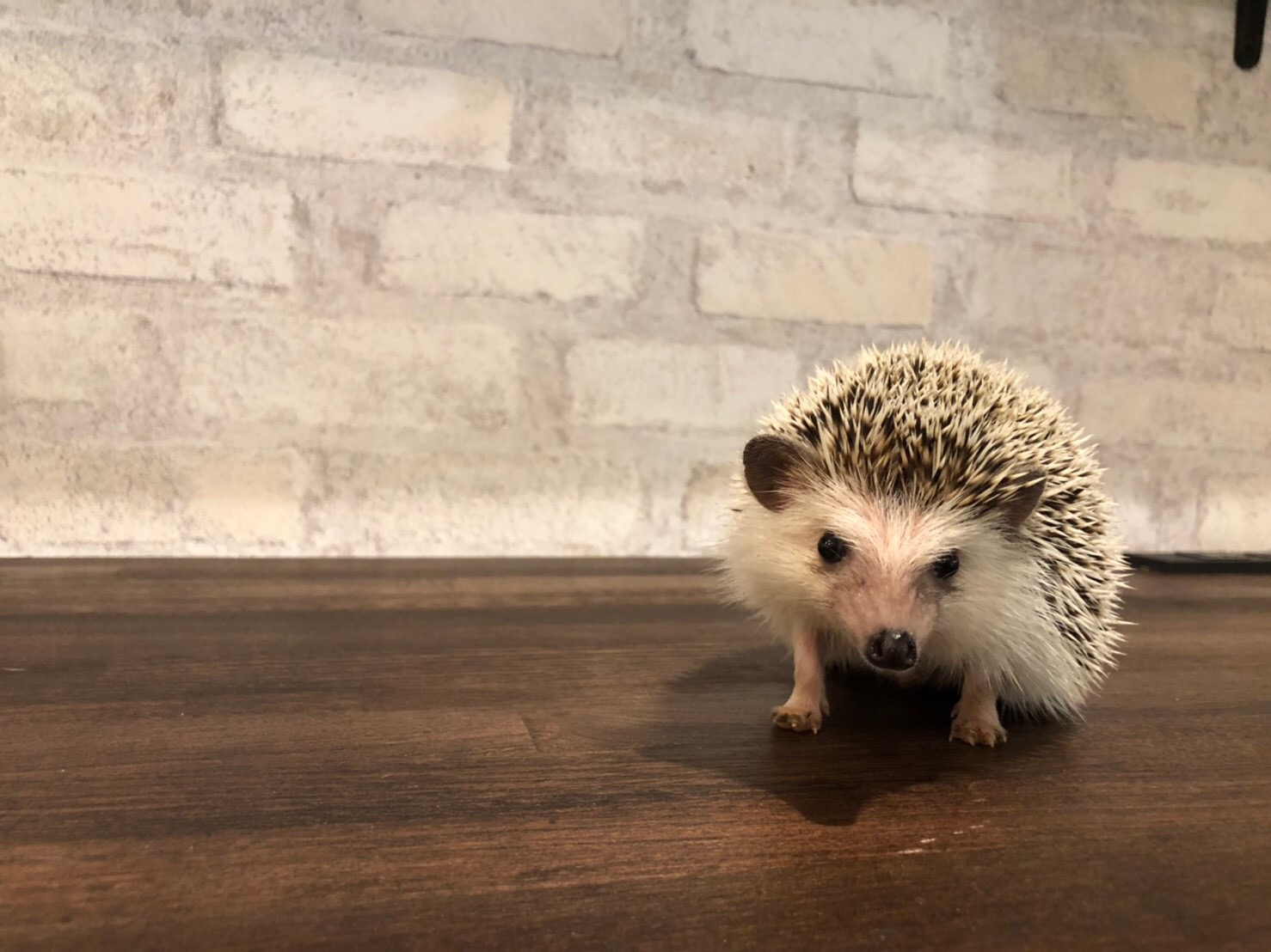 名古屋栄 ハリネズミ専門カフェ ハリネズミとの触れ合い体験 入場1時間コース ハリネズミのおやつ付 カップル 女性におススメ ハリネズミ専門cafe Harry Wood ハリーウッド じゃらん遊び体験