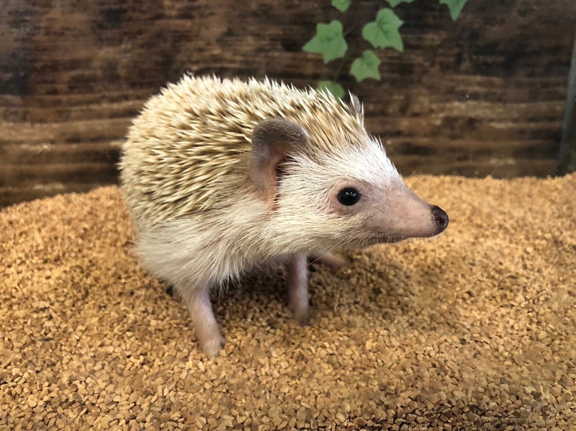 名古屋栄 ハリネズミ専門カフェ ハリネズミとの触れ合い体験 入場1時間コース ハリネズミのおやつ付 カップル 女性におススメ ハリネズミ専門cafe Harry Wood ハリーウッド じゃらん遊び体験