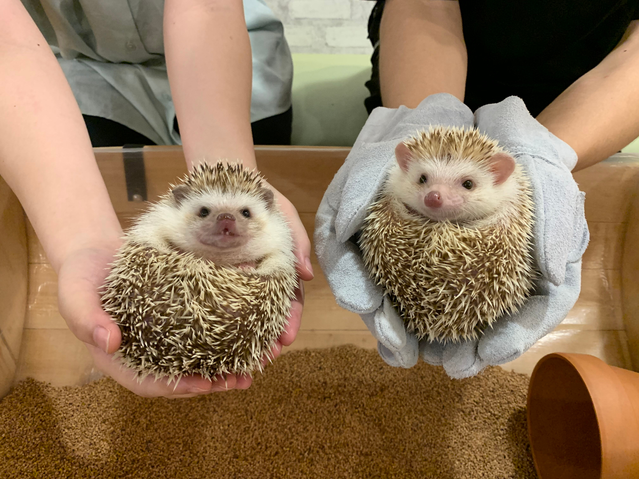 名古屋栄 ハリネズミ専門カフェ ハリネズミとの触れ合い体験 入場1時間コース ハリネズミのおやつ付 カップル 女性におススメ ハリネズミ専門cafe Harry Wood ハリーウッド じゃらん遊び体験