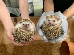 愛知の動物カフェランキングtop10 じゃらんnet 愛知の動物カフェランキングtop10 じゃらんnet