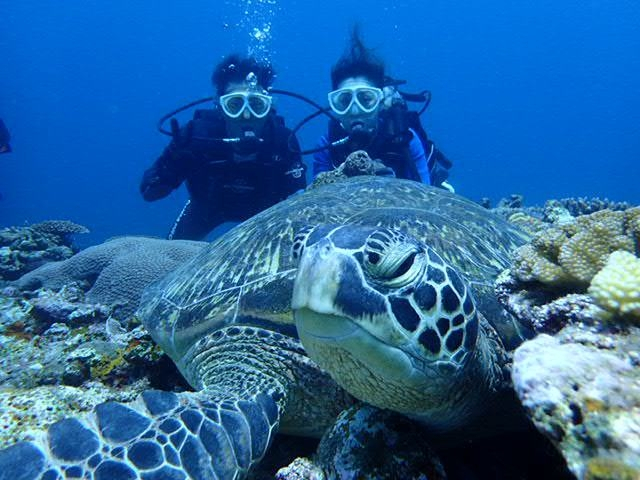 ポイントによってはウミガメにも会えちゃう