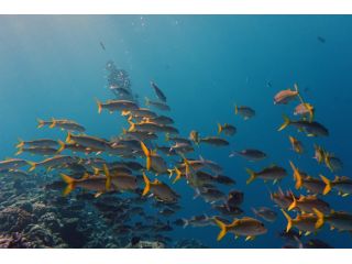 魅力的な魚影の濃いエリアもチョイス!