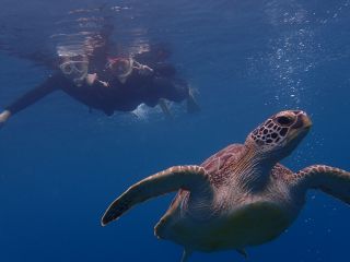 ウミガメに普通に会える