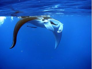 冬はマンタスキンダイビング!