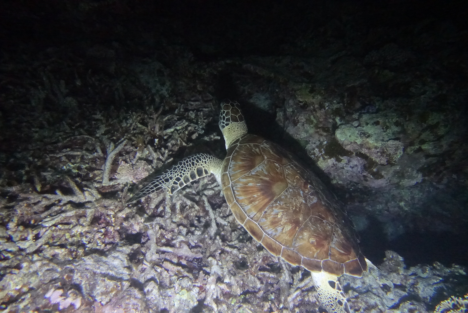 C̓E~K̐QǂɂsƂł̂Ő󐣂Ŗ̃E~Kώ@