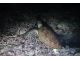 海況がいい時はウミガメの寝どこにも行くことができるので浅瀬で夜のウミガメ観察も