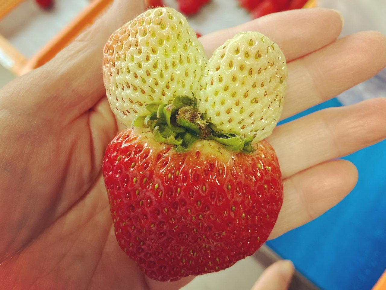 ＊いちご＊*5点 namioto] いちごちゃん ピンク 5点セット（スタンダード） rack luck